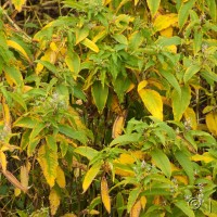 Himalayan knotweed